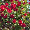 rose_54393