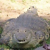 relictapok