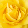 nargizka_53778