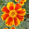 zahra_35896