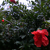 glana_38036