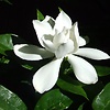 Abeerchoudhury