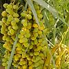 rohan_33332