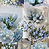 aurelia_51891