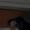 s.roomii_
