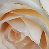 haniai_49594
