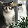 rana_26764