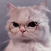 lily_24576
