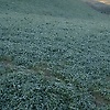 adam_65166
