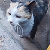 jiji_919