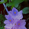 luma_67320