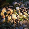 ainiee_86508