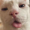 vanillachocolatecat