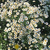 lily_57315