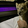 abdulla_46520