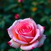 caramel_48062