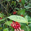 sanjidaakt_84788