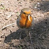 robin-day