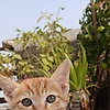 raees_69635