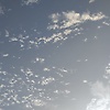 safa_60172