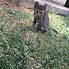 rozhat_23513