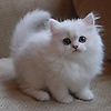 Mubeena