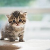 angelina_62733