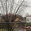 rivka_
