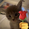 joeassista_99331