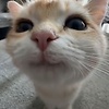 Wiki_pediaa