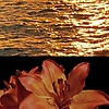 hana_15698