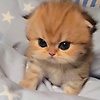 lee_11798