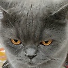 letty_72248