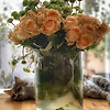 shadra_52259