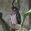 aminos_76422