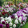 ashok_56986
