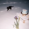 user_525576