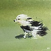 heqingwen