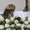 bnsalma_15399
