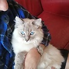 danou