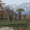 shafali_91123