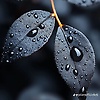 madh_70005