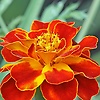 adiba_38940