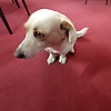 bra_78138
