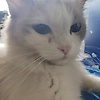 user_72923