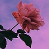Rose_3281303