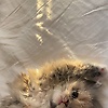 aisha_70390