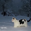 user_223085