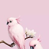 aayan_11262
