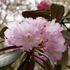 charoufa